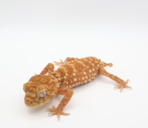 サムネイル1