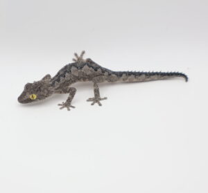 サムネイル1