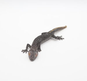 サムネイル1