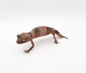 サムネイル1
