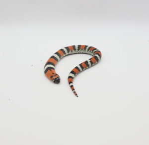 サムネイル1