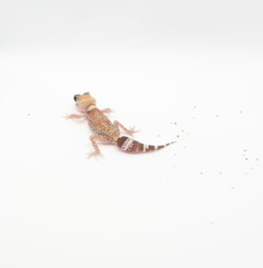 サムネイル1
