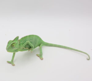サムネイル1