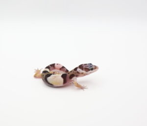 サムネイル1
