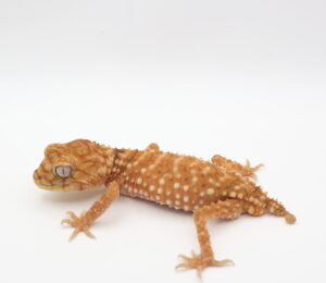 サムネイル1