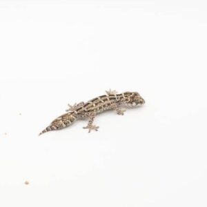 サムネイル1