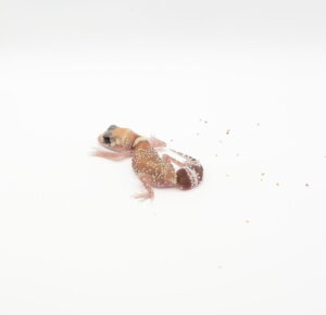サムネイル1