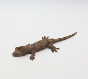 サムネイル1