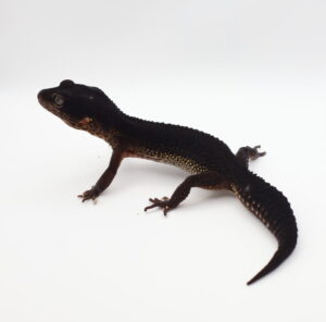 サムネイル1