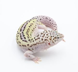サムネイル1