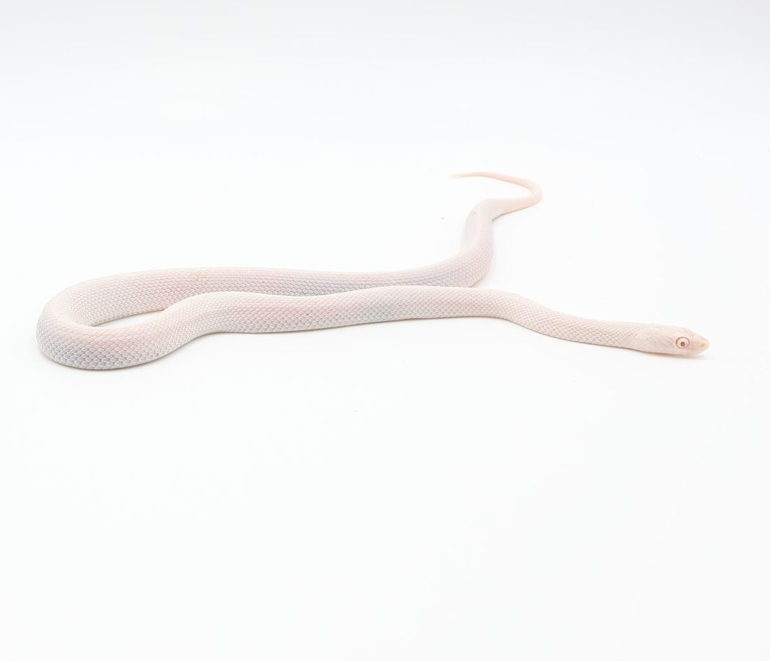 アメルパルメット