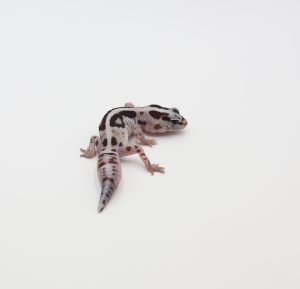 サムネイル1