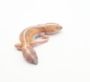 サムネイル1