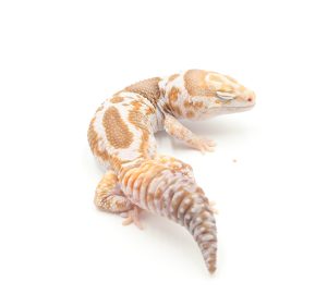 サムネイル1