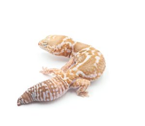 サムネイル1
