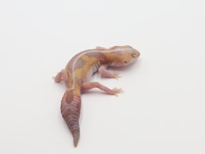 サムネイル1