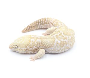 サムネイル1