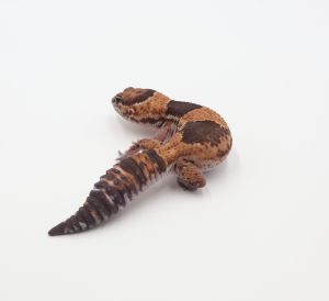 サムネイル1