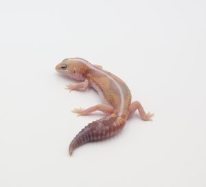サムネイル1