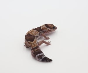 サムネイル1