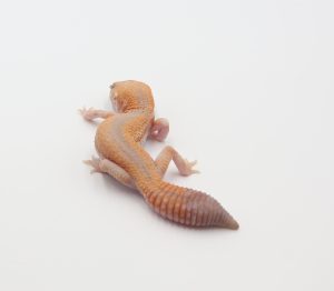 サムネイル1