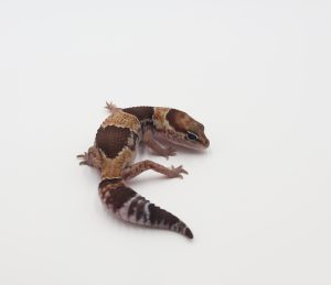サムネイル1