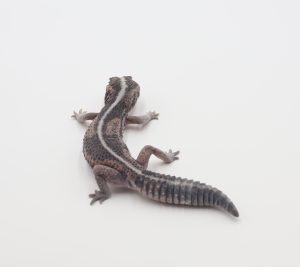 サムネイル1