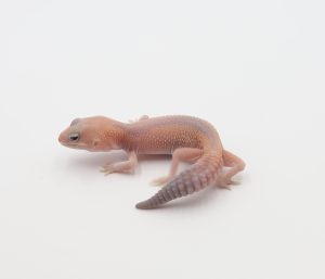 サムネイル1