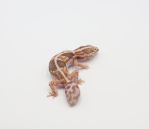 サムネイル1