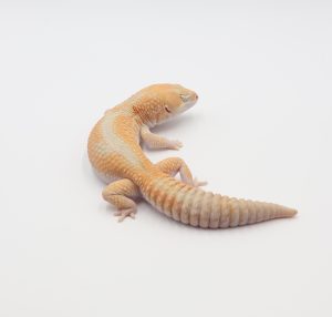 サムネイル1