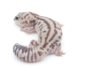 サムネイル1