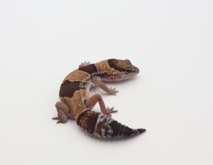 サムネイル1