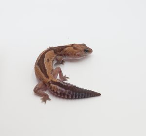 サムネイル1