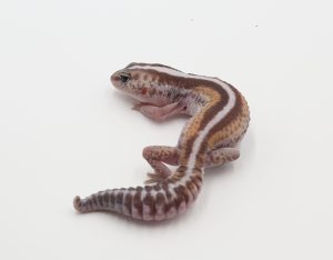 サムネイル1