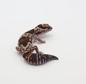 サムネイル1