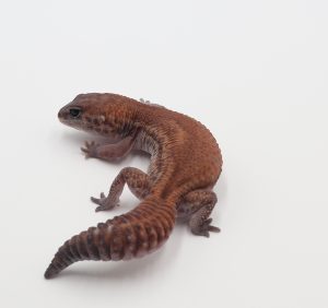サムネイル1