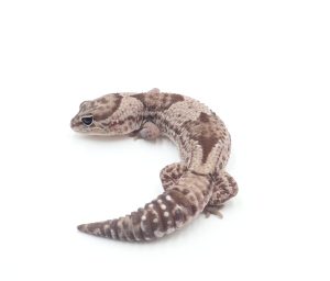 サムネイル1