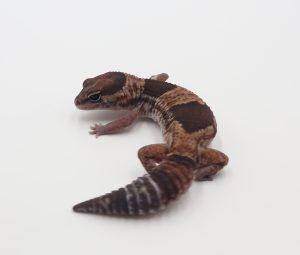 サムネイル1