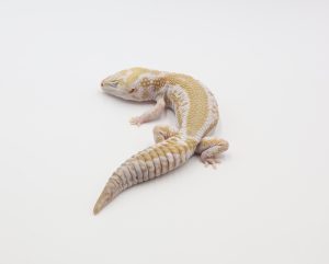 サムネイル1