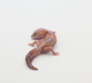 サムネイル1