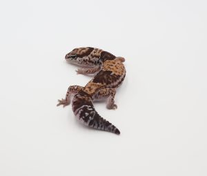 サムネイル1