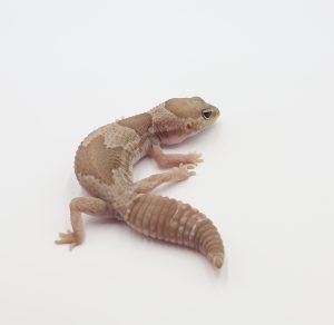サムネイル1
