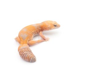 サムネイル1
