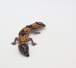 サムネイル1