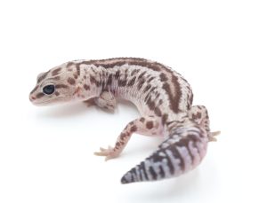 サムネイル1