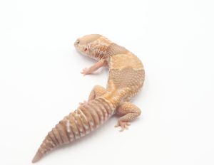 サムネイル1