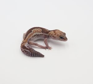 サムネイル1