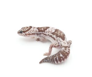 サムネイル1