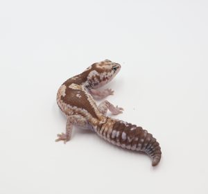 サムネイル1