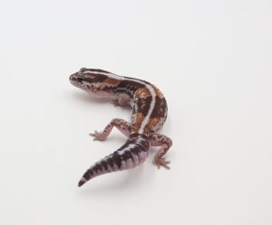 サムネイル1